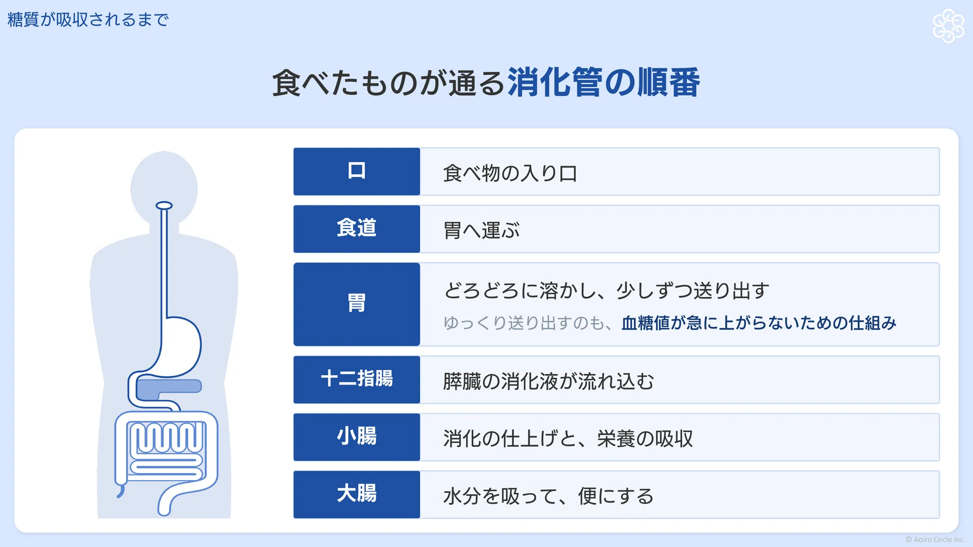 食べたものが通る消化管の順番。口、食道、胃、十二指腸、小腸、大腸と進み、それぞれの役割を示す図